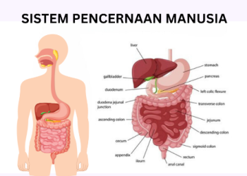 Cara Kerja Sistem Pencernaan Manusia: Organ dan Fungsinya