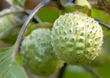 Dampak Positif dan Negatif Buah Kecubung bagi Tubuh