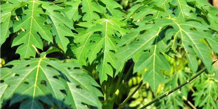 Manfaat Mengonsumsi Daun Pepaya Untuk Kesehatan