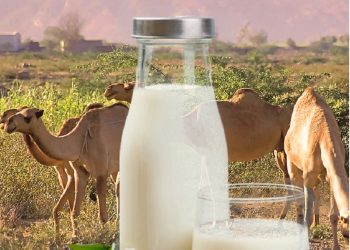 Manfaat Susu Unta Untuk Kesehatan Tubuh