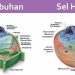Perbedaan antara Sel Hewan dan Sel Tumbuhan