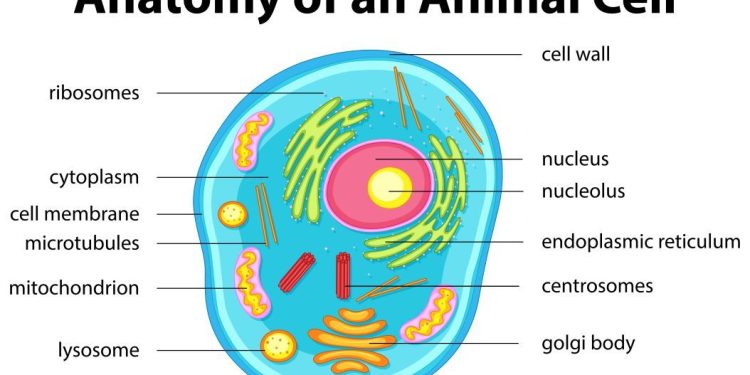 Sel Hewan: Pengertian, Struktur, Fungsi, dan Ciri-Ciri