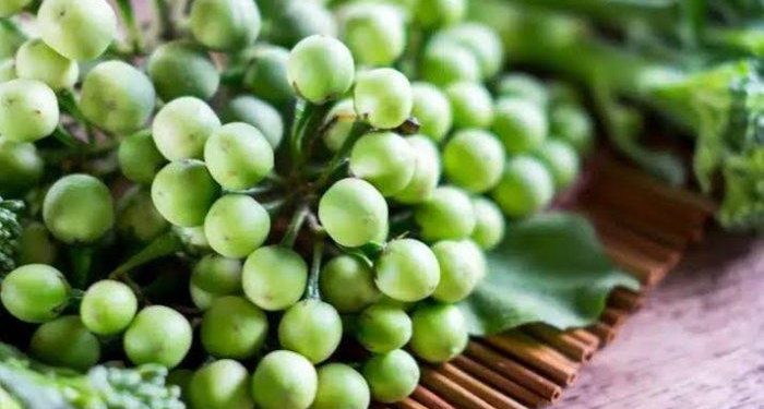 10 Manfaat Rimbang yang Sangat Baik untuk Kesehatan Tubuh