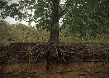 Jenis-Jenis Akar Pada Tumbuhan, Perbedaan Akar Serabut dan Akar Tunggang