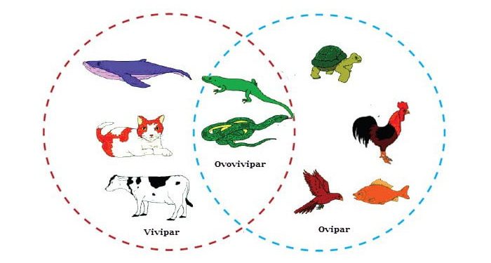 Pengertian Vivipar, Ovipar, Ovovivipar: Perbedaan dan Contoh Hewan