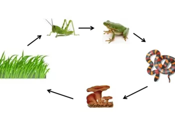 Rantai Makanan: Peran Produsen, Konsumen, dan Pengurai dalam Ekosistem
