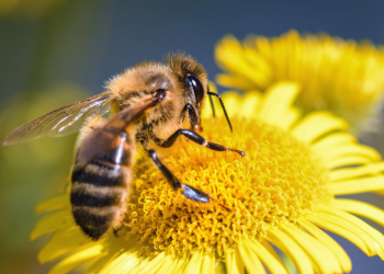 Jenis-Jenis Simbiosis Dalam Lingkungan Hidup Beserta Contohnya