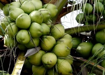 Kelapa Hijau: Manfaat dan Kandungan Nutrisinya