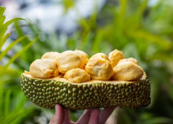 Manfaat Buah Cempedak bagi Kesehatan Tubuh