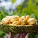 Manfaat Buah Cempedak bagi Kesehatan Tubuh