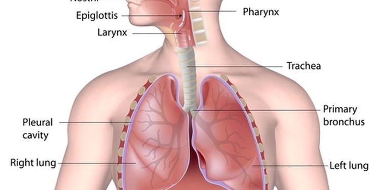 Cara Menjaga Organ Sistem Pernapasan Agar Tetap Sehat