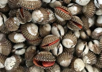 Manfaat Kerang untuk Kesehatan, Bantu Tingkatkan Fungsi Otak