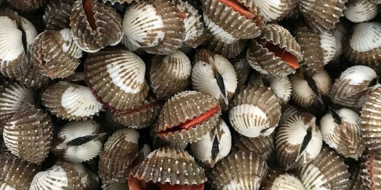 Manfaat Kerang untuk Kesehatan, Bantu Tingkatkan Fungsi Otak