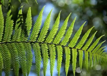 Pengertian Plantae: Ciri-Ciri, dan Klasifikasinya