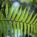 Pengertian Plantae: Ciri-Ciri, dan Klasifikasinya