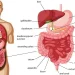 Sistem Ekskresi pada Organ Manusia: Pengertian dan Fungsinya