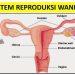 Sistem Reproduksi Wanita: Organ dan Fungsinya