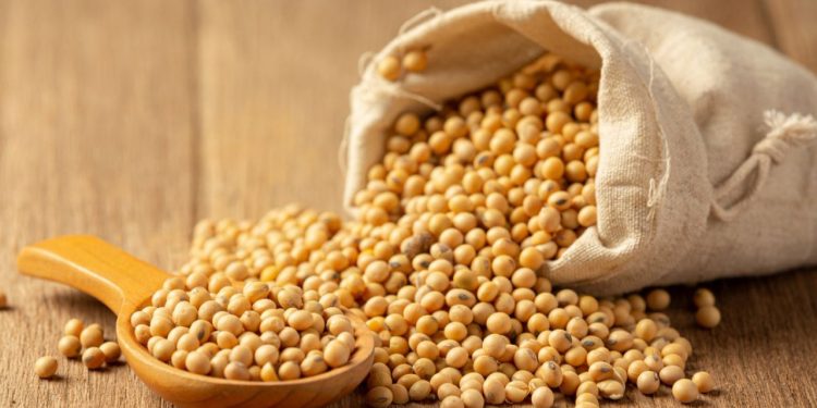 Kandungan Nutrisi dan Manfaat Kedelai bagi Kesehatan Tubuh