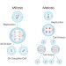 Proses Pembelahan Sel Mitosis dan Meiosis, Apa Bedanya?