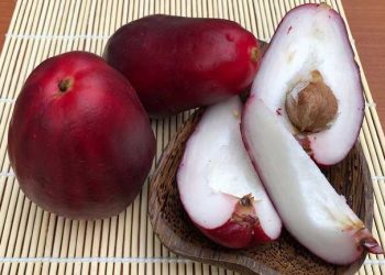 Kandungan Nutrisi dan Manfaat Jambu Jamaika untuk Kesehatan Tubuh