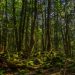 Jenis-Jenis Hutan yang Ada di Indonesia