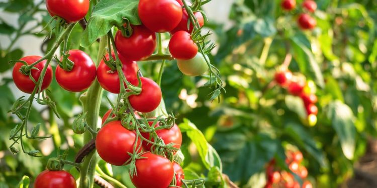 Manfaat Tomat yang Sering Diabaikan