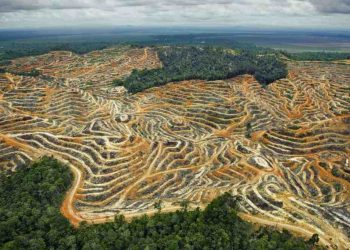 Apa Itu Deforestasi? Berikut Pengertian dan Contohnya!