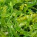 Apa Saja Manfaat Rumput Laut? Simak di Sini!