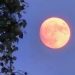 Apa Itu Fenomena Strawberry Moon yang Terjadi di Langit Malang?