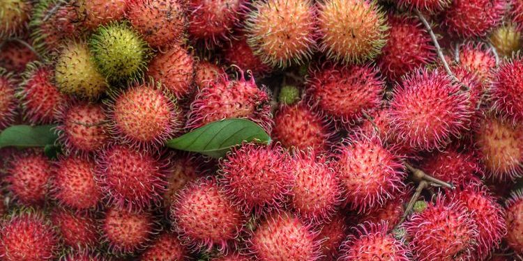 Buah Rambutan: Kandungan dan Khasiat Buah Manis Asal Indonesia!