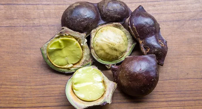 Keunggulan Jengkol bagi Kesehatan