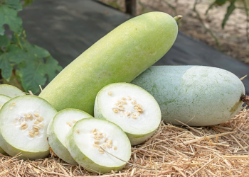 Manfaat Buah Kundur bagi Kesehatan Tubuh