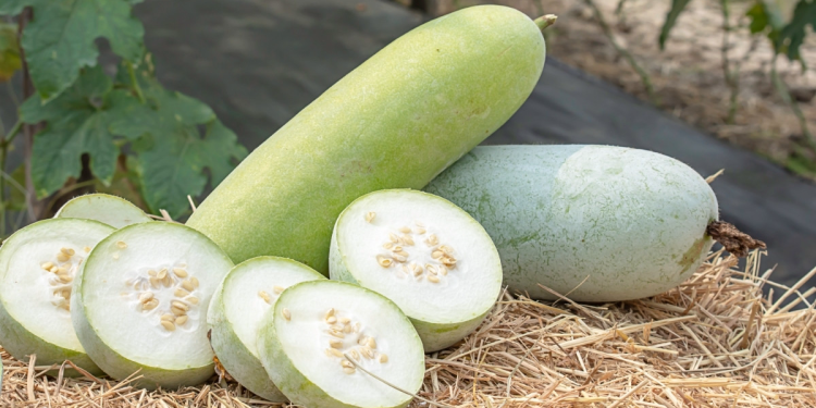 Manfaat Buah Kundur bagi Kesehatan Tubuh