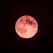 Mengenal Strawberry Moon: Bulan Purnama di Musim Panen Stroberi