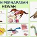 Alat Respirasi Hewan: Berikut Jenis dan Klasifikasinya