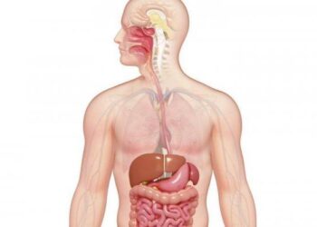 perbedaan-organ-dan-sistem-organ-dalam-tubuh-manusia-simak-penjelasannya