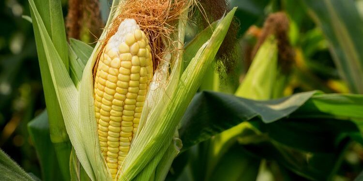 Ciri Tumbuhan Monokotil, Pengertian dan Contohnya