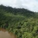 10 Fungsi Hutan bagi Manusia dan Lingkungan yang Wajib Diketahui