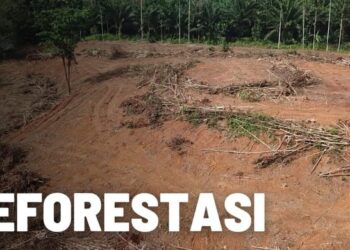 Apa Itu Deforestasi? Simak Penjelasan Lengkap Beserta Contoh Kasusnya