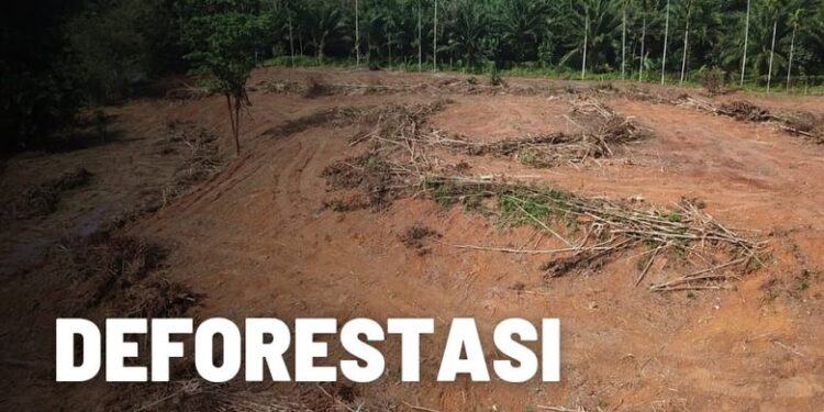 Apa Itu Deforestasi? Simak Penjelasan Lengkap Beserta Contoh Kasusnya
