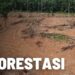 Apa Itu Deforestasi? Simak Penjelasan Lengkap Beserta Contoh Kasusnya