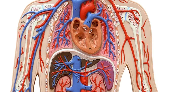 Apa Saja Organ dalam Sistem Peredaran Darah Manusia? 