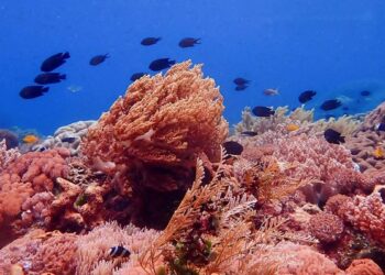 Jenis-Jenis Upaya Pemanfaatan Laut dalam Meningkatkan Perekonomian
