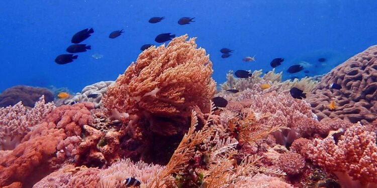 Jenis-Jenis Upaya Pemanfaatan Laut dalam Meningkatkan Perekonomian