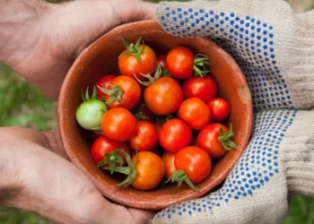 Cek! 10 Peluang Karir Menjanjikan untuk Lulusan Agribisnis