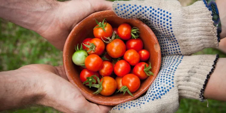 Cek! 10 Peluang Karir Menjanjikan untuk Lulusan Agribisnis