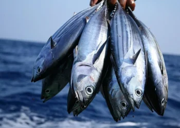 Jenis Ikan yang Aman Dimakan bagi Penderita Kolesterol