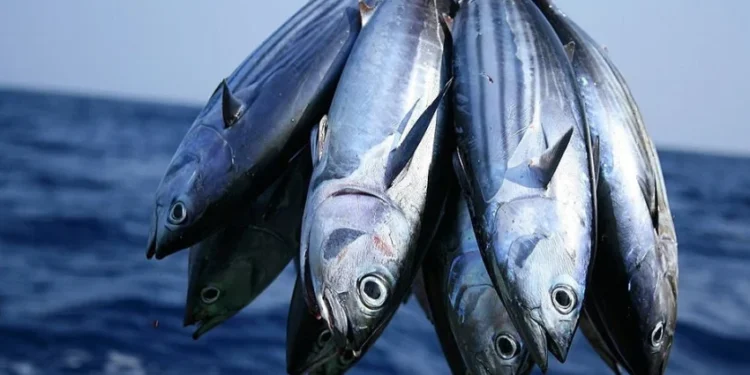 Jenis Ikan yang Aman Dimakan bagi Penderita Kolesterol