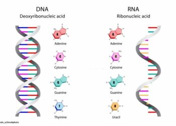 DNA dan RNA, Ini Pengertian dan Perbedaannya