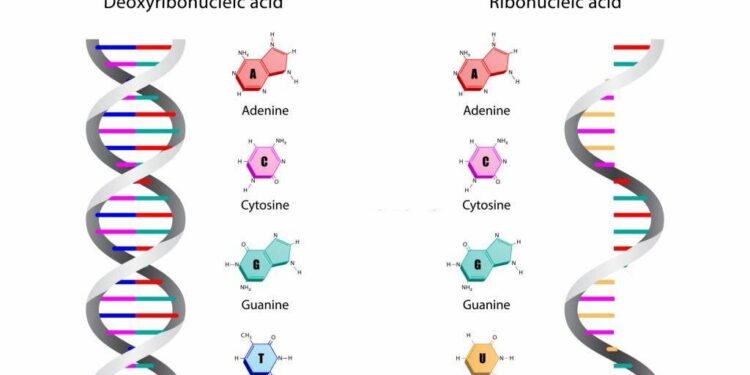 DNA dan RNA, Ini Pengertian dan Perbedaannya